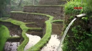 Sistem Subak Lokal Nagari Sungai Landia, Kearifan Irigasi Sawah yang Bertahan Ribuan Tahun