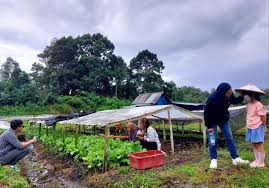 Agrowisata Kebun Sayur Nagari Koto Panjang, Petik Sayuran Langsung dari Ladang IV Koto